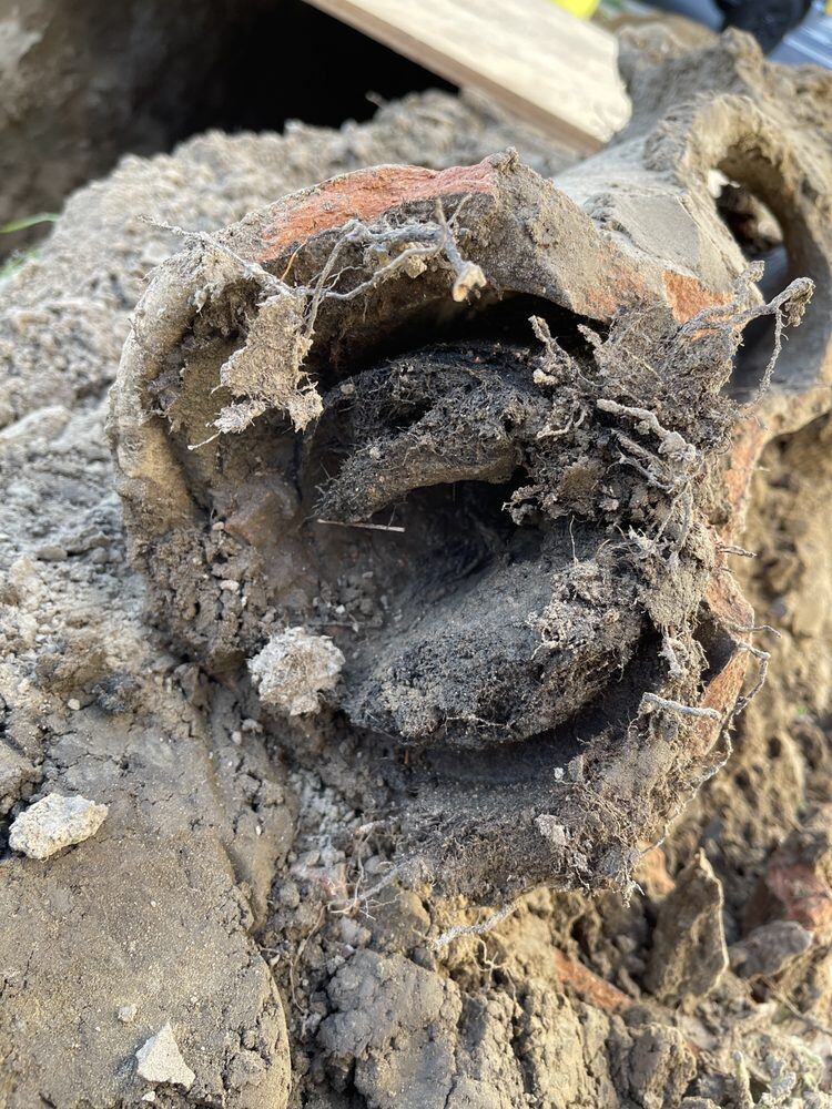Root mass removed from a sewer line